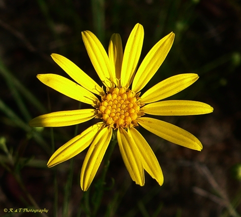 {Pityopsis pinifolia}